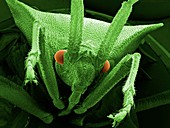 Head of a shield bug,SEM