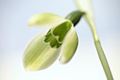 Snowdrop (Galanthus elwesii)
