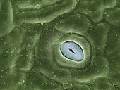 Leaf pore,SEM