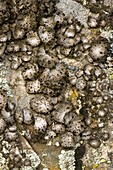Lichen (Sticta sylvatica)