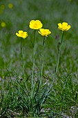 Grass buttercup (Ranunculus gramineus)
