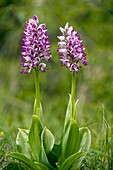 Monkey Orchid (Orchis simia)