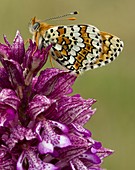 Lady Orchid (Orchis purpurea)