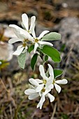 Snowy Mespilus (Amelanchier ovalis)