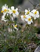 Helianthemum apenninum