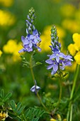 Veronica teucrium