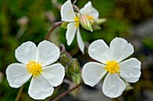 White Rock-rose (Helianthemum apenninum)