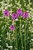 Pyramidal Orchid (Anacamptis pyramidalis)