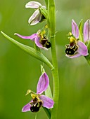 Bee Orchid (Ophrys apifera)