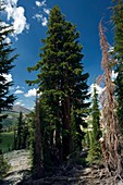 Red fir (Abies magnifica) trees