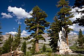 Western white pines (Pinus monticola)