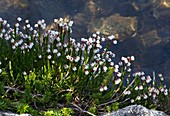 Mountain heather (Cassiope mertensiana)