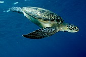 Green sea turtle