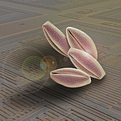 Lily pollen grains on a chip,SEM
