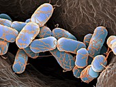 Escherichia coli bacteria,SEM