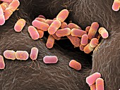 Escherichia coli bacteria,SEM