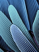 Moth wing scales,SEM