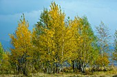 Silver Birches (Betula pendula)