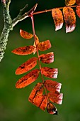 Rowan foliage (Sorbus aucuparia)