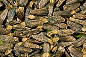 Greater Burdock seeds (Arctium lappa)