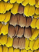 Butterfly wing scales,SEM