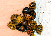 Harlequin ladybirds