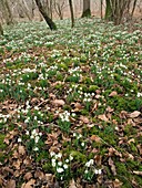 Snowdrops (Galanthus) in woodland