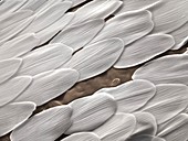 Mosquito scales,SEM