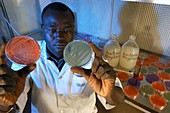 Nitrogen-fixing plant research,Senegal