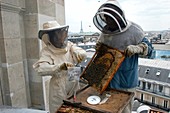 Pollution detection using bees