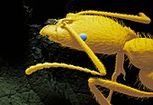 Odontomachus ant,head ESEM