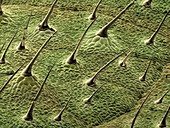 Leaf hairs,SEM