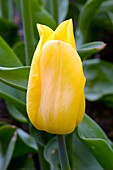 Tulip (Tulipa 'Strong Gold')