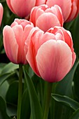 Tulips (Tulipa 'Salmon Impression')