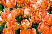Tulips (Tulipa 'Professor Rontgen')
