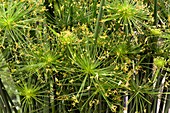 Haspan Flatsedge (Cyperus haspan)