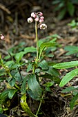 Prince's pine (Lilium pardalinum)