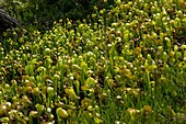 Cobra lilies (Darlingtonia californica)