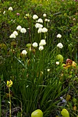 Swamp lily (Tofieldia occidentalis)
