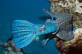 Scarred tail of a yellow boxfish