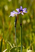 Blue-eyed grass (Sisyrinchium idahoense)