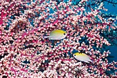 Yellow-axil chromis fish