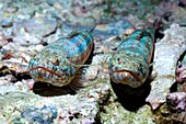 Variegated lizard fish