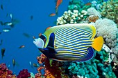 Emperor angelfish