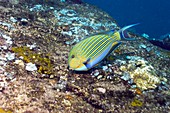 Striped surgeonfish