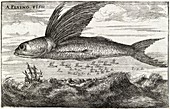 Flying fish,17th century artwork