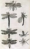 Dragonflies,17th century artwork