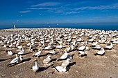 Australasian gannet colony