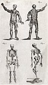 Human anatomy,18th century artwork