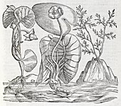 Aquatic plants,16th century artwork